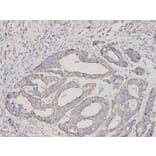 Immunohistochemistry - CUL1 Antibody from Signalway Antibody (32618) - Antibodies.com