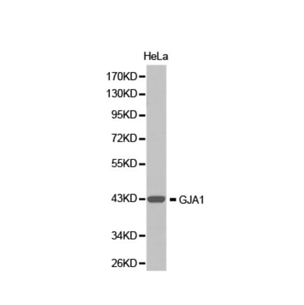 Western blot - GJA1 Antibody from Signalway Antibody (32633) - Antibodies.com