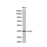 Western blot - GJA1 Antibody from Signalway Antibody (32633) - Antibodies.com