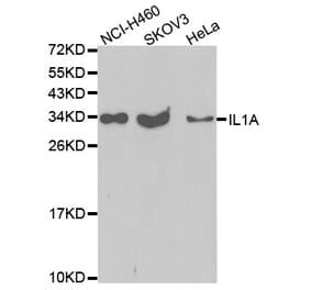 Western blot - IL1A Antibody from Signalway Antibody (32638) - Antibodies.com