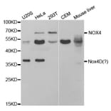 Western blot - NOX4 Antibody from Signalway Antibody (32663) - Antibodies.com
