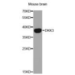 Western blot - DKK3 Antibody from Signalway Antibody (32693) - Antibodies.com