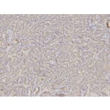 Immunohistochemistry - DKK3 Antibody from Signalway Antibody (32693) - Antibodies.com