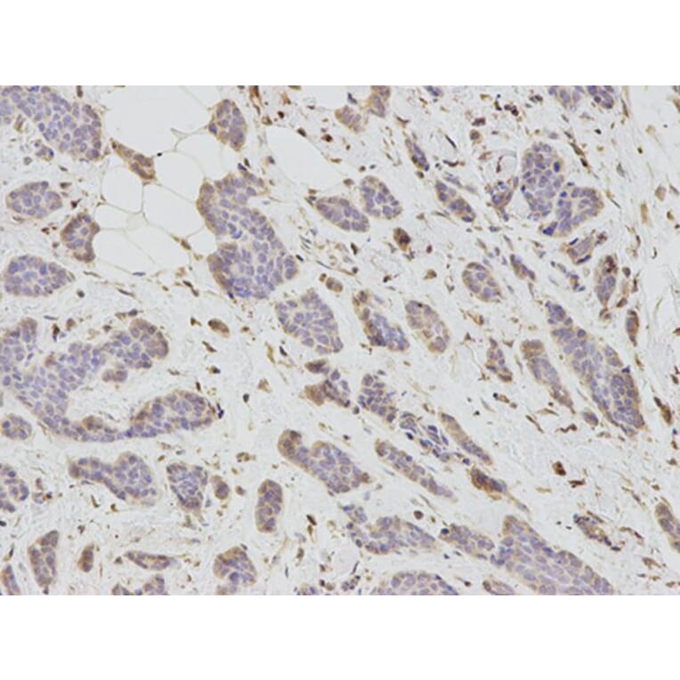 Immunohistochemistry - DKK3 Antibody from Signalway Antibody (32693) - Antibodies.com