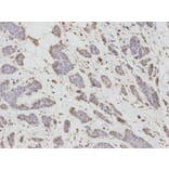 Immunohistochemistry - DKK3 Antibody from Signalway Antibody (32693) - Antibodies.com