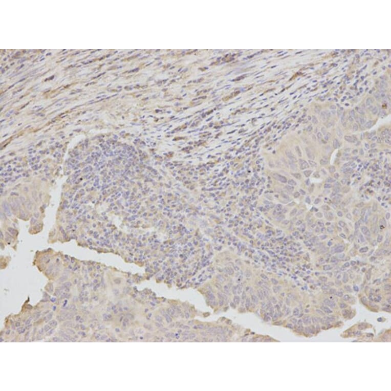 Immunohistochemistry - DKK3 Antibody from Signalway Antibody (32693) - Antibodies.com