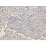 Immunohistochemistry - DKK3 Antibody from Signalway Antibody (32693) - Antibodies.com