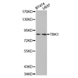 Western blot - TBK1 Antibody from Signalway Antibody (32724) - Antibodies.com