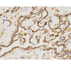 Western blot - CD19 Antibody from Signalway Antibody (32727) - Antibodies.com