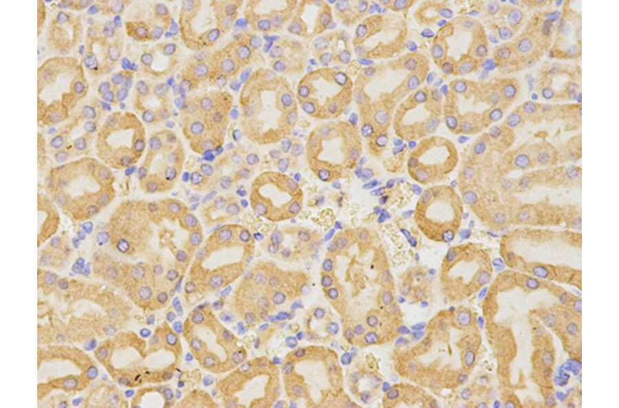 Immunohistochemistry - CD19 Antibody from Signalway Antibody (32727) - Antibodies.com