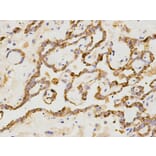 Immunohistochemistry - CD19 Antibody from Signalway Antibody (32727) - Antibodies.com