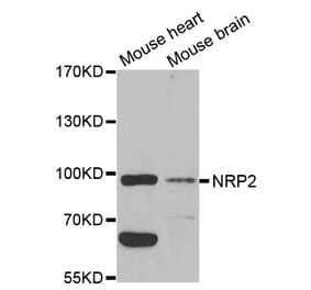 Western blot - NRP2 Antibody from Signalway Antibody (32730) - Antibodies.com