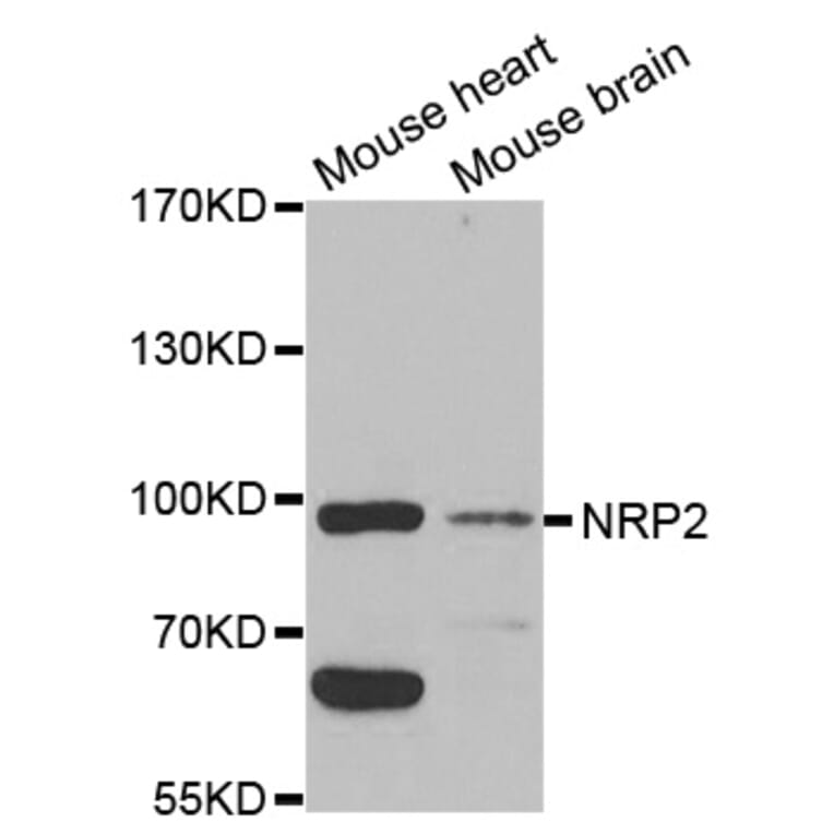 Western blot - NRP2 Antibody from Signalway Antibody (32730) - Antibodies.com