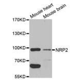 Western blot - NRP2 Antibody from Signalway Antibody (32730) - Antibodies.com