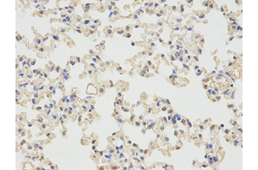 Immunohistochemistry - PRNP Antibody from Signalway Antibody (32732) - Antibodies.com