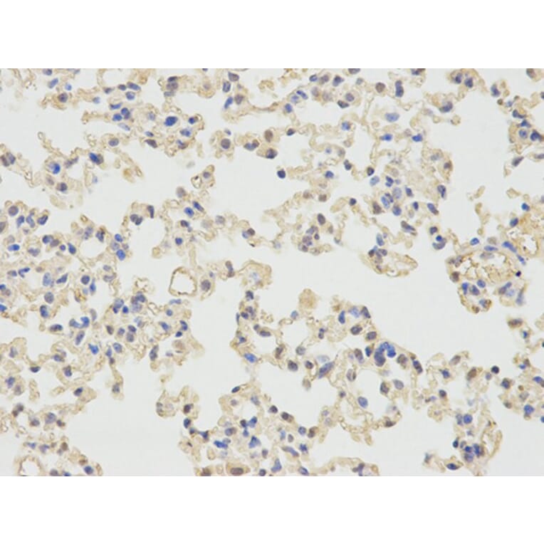 Immunohistochemistry - PRNP Antibody from Signalway Antibody (32732) - Antibodies.com