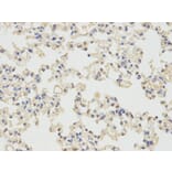 Immunohistochemistry - PRNP Antibody from Signalway Antibody (32732) - Antibodies.com