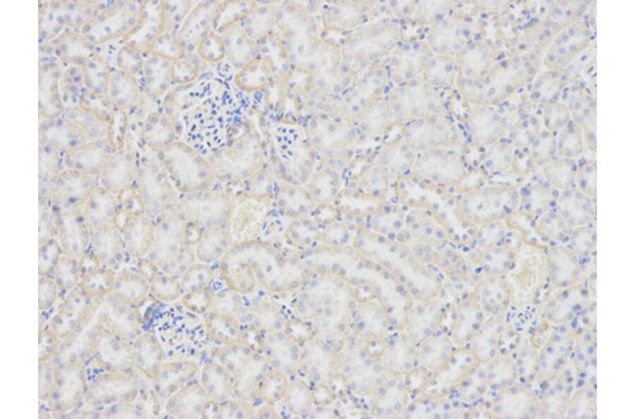 Immunohistochemistry - PRNP Antibody from Signalway Antibody (32732) - Antibodies.com