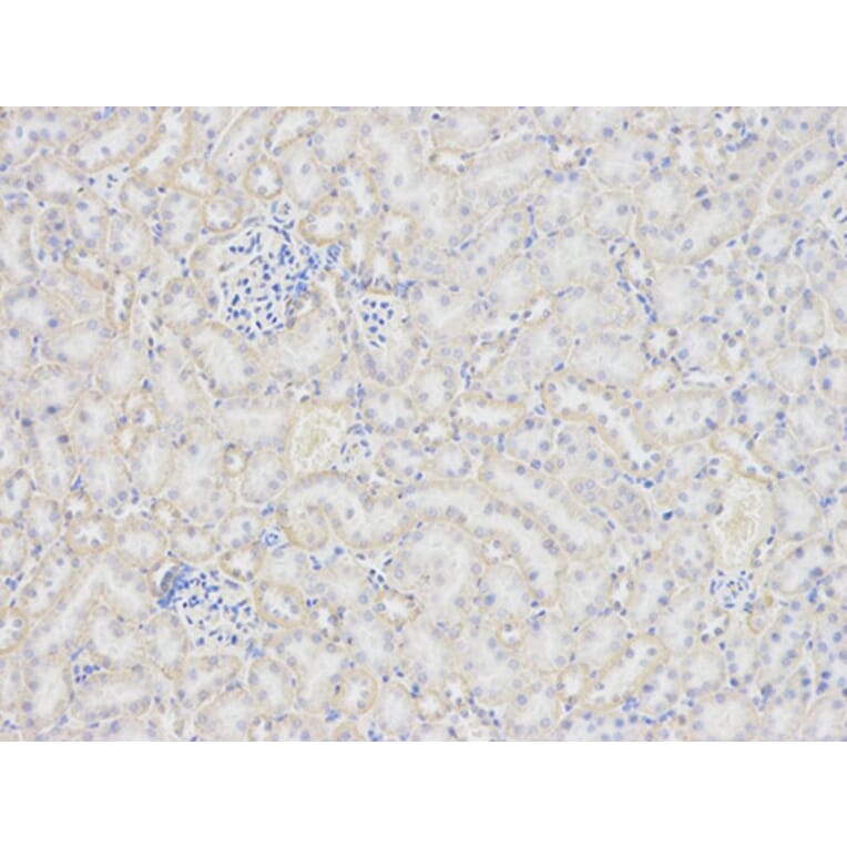 Immunohistochemistry - PRNP Antibody from Signalway Antibody (32732) - Antibodies.com