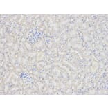 Immunohistochemistry - PRNP Antibody from Signalway Antibody (32732) - Antibodies.com