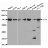 Western blot - SDHA Antibody from Signalway Antibody (32741) - Antibodies.com