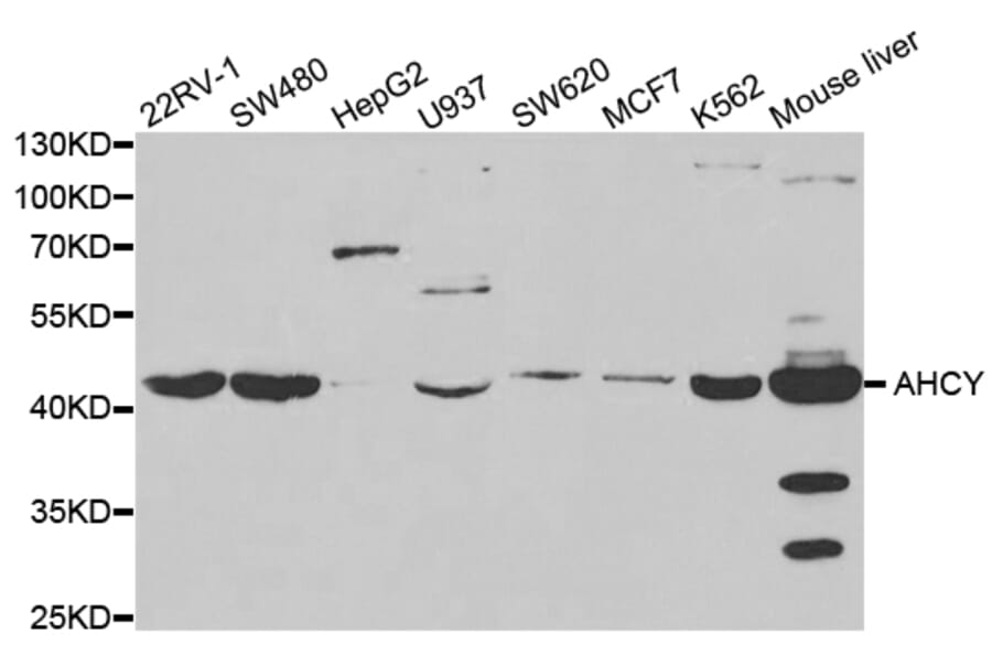 Western blot - AHCY Antibody from Signalway Antibody (32754) - Antibodies.com