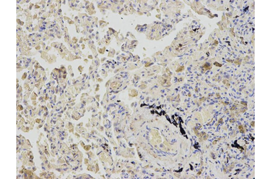 Immunohistochemistry - AHCY Antibody from Signalway Antibody (32754) - Antibodies.com