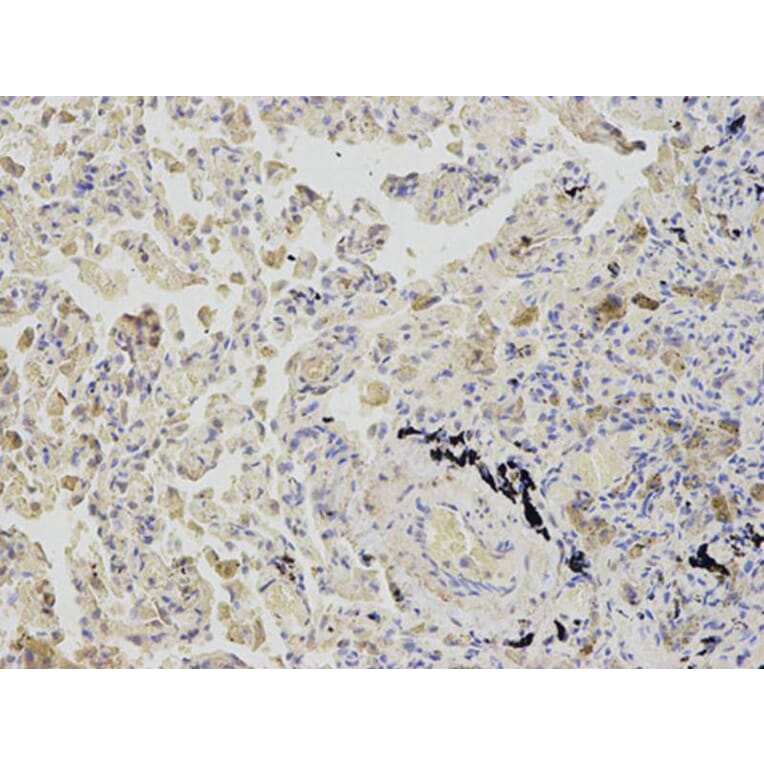 Immunohistochemistry - AHCY Antibody from Signalway Antibody (32754) - Antibodies.com