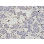 Immunohistochemistry - AHCY Antibody from Signalway Antibody (32754) - Antibodies.com
