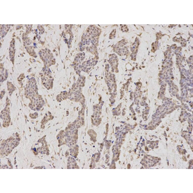 Immunohistochemistry - GMNN Antibody from Signalway Antibody (32767) - Antibodies.com