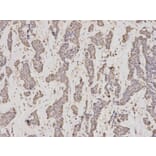 Immunohistochemistry - GMNN Antibody from Signalway Antibody (32767) - Antibodies.com