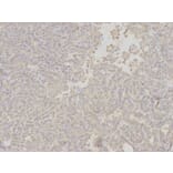 Immunohistochemistry - APOM Antibody from Signalway Antibody (32780) - Antibodies.com