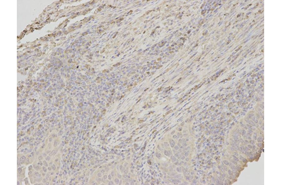 Immunohistochemistry - APOM Antibody from Signalway Antibody (32780) - Antibodies.com
