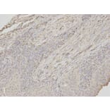 Immunohistochemistry - APOM Antibody from Signalway Antibody (32780) - Antibodies.com