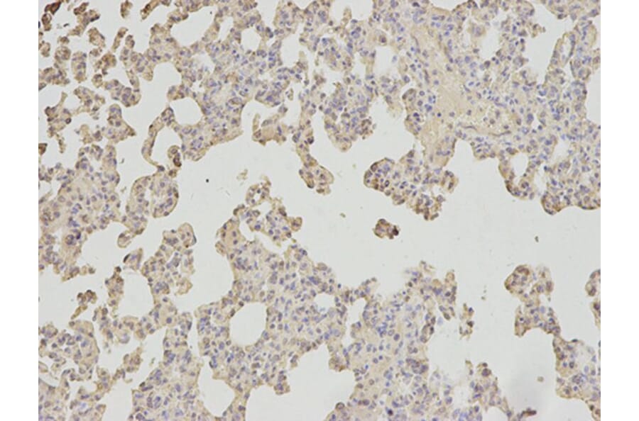 Immunohistochemistry - APOM Antibody from Signalway Antibody (32780) - Antibodies.com