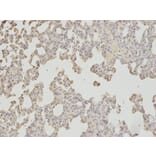 Immunohistochemistry - APOM Antibody from Signalway Antibody (32780) - Antibodies.com
