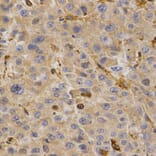 Immunohistochemistry - GHRH Antibody from Signalway Antibody (32784) - Antibodies.com