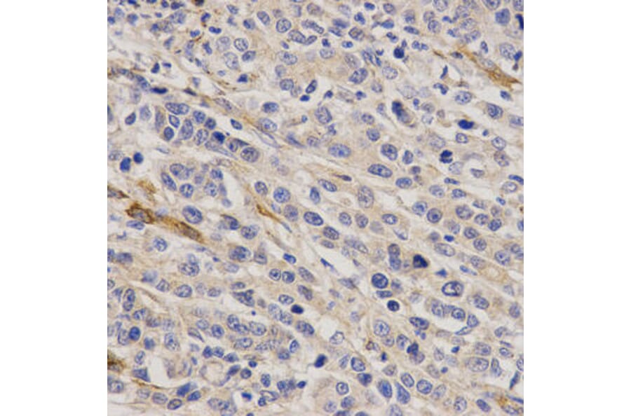 Immunohistochemistry - GHRH Antibody from Signalway Antibody (32784) - Antibodies.com