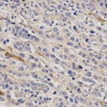 Immunohistochemistry - GHRH Antibody from Signalway Antibody (32784) - Antibodies.com