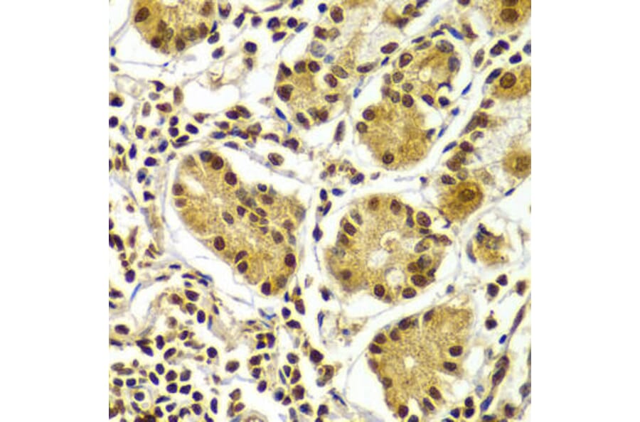 Immunohistochemistry - APTX Antibody from Signalway Antibody (32804) - Antibodies.com