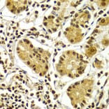 Immunohistochemistry - APTX Antibody from Signalway Antibody (32804) - Antibodies.com