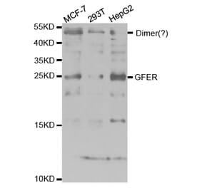 Western blot - GFER Antibody from Signalway Antibody (32864) - Antibodies.com