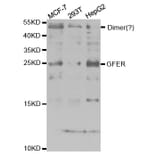 Western blot - GFER Antibody from Signalway Antibody (32864) - Antibodies.com