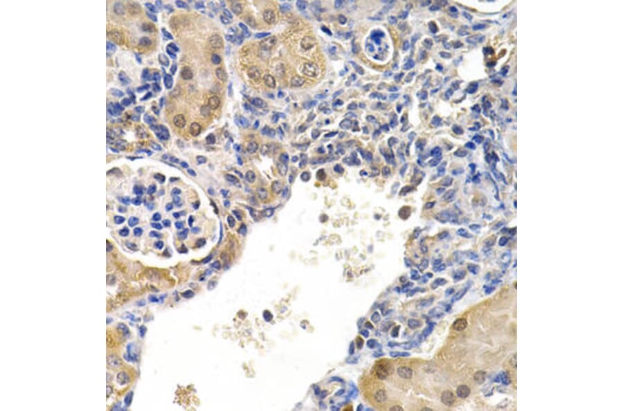 Immunohistochemistry - GFER Antibody from Signalway Antibody (32864) - Antibodies.com