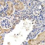 Immunohistochemistry - GFER Antibody from Signalway Antibody (32864) - Antibodies.com