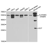 Western blot - IL27 Antibody from Signalway Antibody (32888) - Antibodies.com