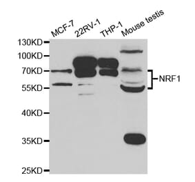 Western blot - NRF1 Antibody from Signalway Antibody (32900) - Antibodies.com