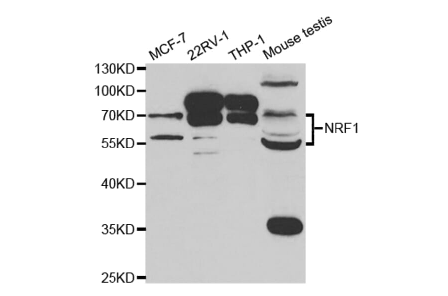 Western blot - NRF1 Antibody from Signalway Antibody (32900) - Antibodies.com