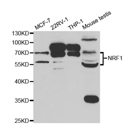 Western blot - NRF1 Antibody from Signalway Antibody (32900) - Antibodies.com