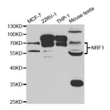 Western blot - NRF1 Antibody from Signalway Antibody (32900) - Antibodies.com